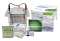 SurePAGE electrophoresis