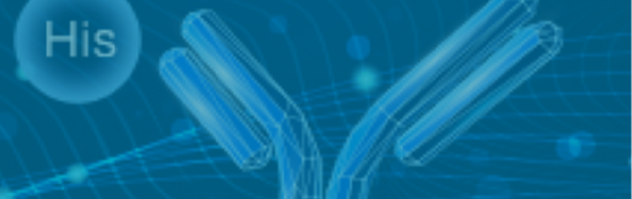 Find More Epitope Tag Antibodies