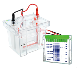 New Era. New Experience. New You. New Promotion | GenScript