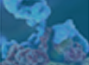 His tagged protein detection &purification