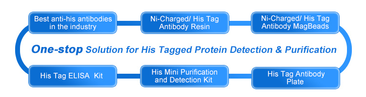 One-stop Solution for His Tagged Protein Detection & Purification