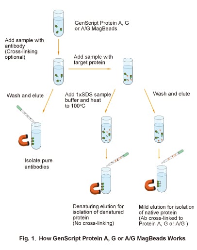 Protein A, G or A/G MagBeads Workflow