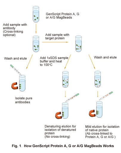 Antibody MagBeads - Protein A, G and A/G - Immunoprecipitation | GenScript