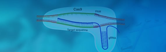 Cas9 Plasmids