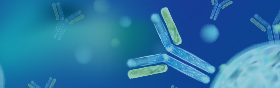 Fc Receptor Cell Lines