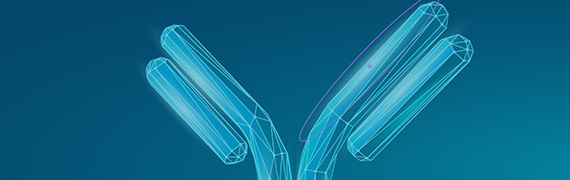 Isotype Control
            Antibodies