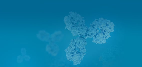 Primary
				Antibodies