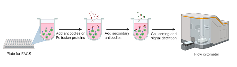 Fc receptor expressing cells based binding assay with flow cytometer Fc receptor expressing cells based binding assay with flow cytometer