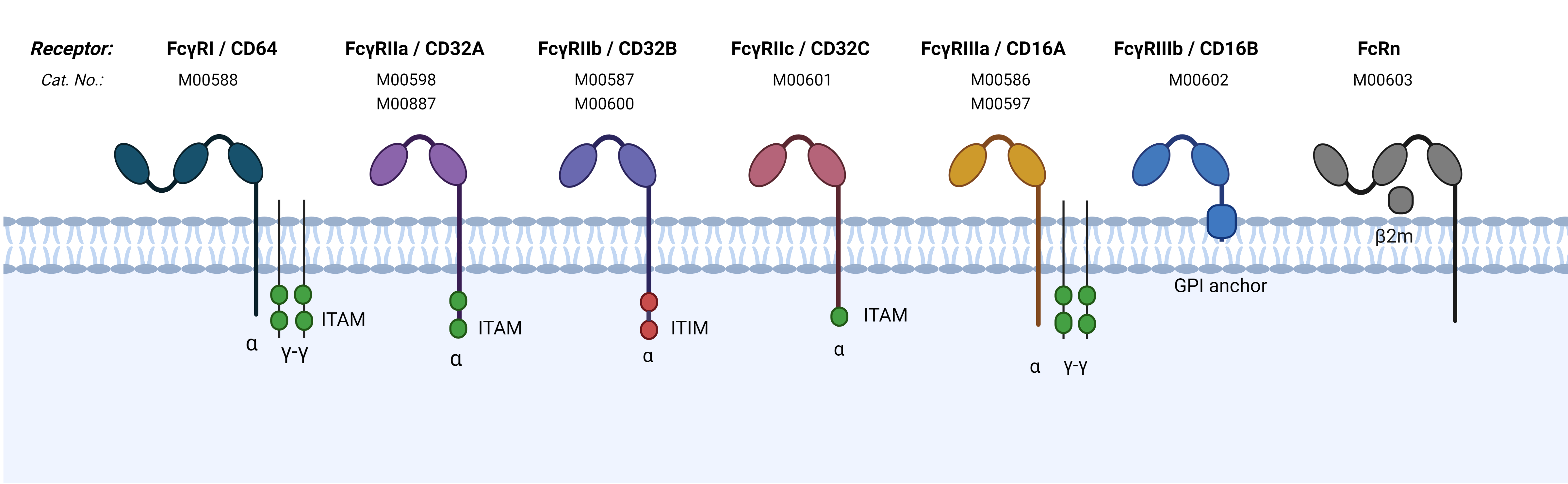 Schematic representation of human Fc��Rs and FcRn on cell surface