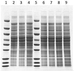 SurePAGE Bis-Tris