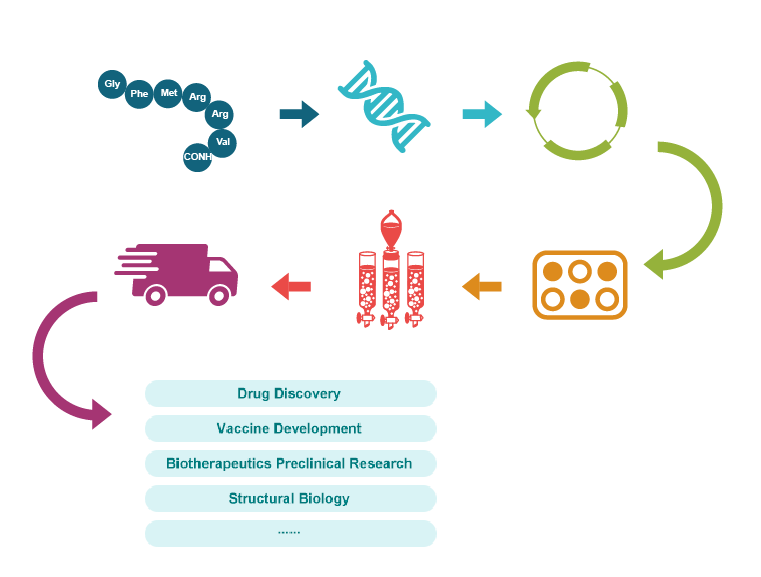 Advanced CHOHD Platform for Antibody Production