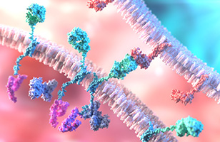 CAR-T mAb Based Therapeutic