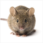 Rodent mAb Generation