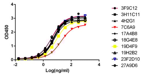 All 10 mouse N-protein IgG clones are WB-validated