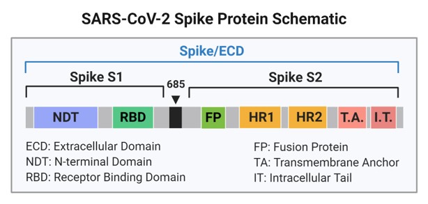 sars-cov-2-spike-protein-schematic
