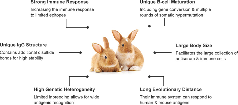 why rabbit antibody