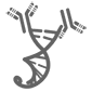 High-Throughput Gene to Antibody Production