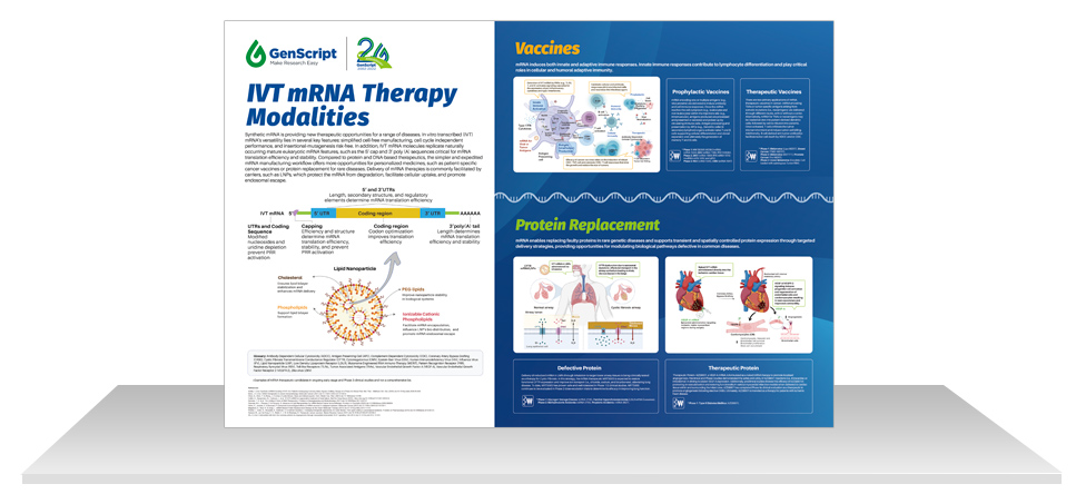 Long Hybrid ssDNA HDR Templates Enable High Yield Non-viral Cell Therapy Manufacturing