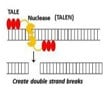 Gene library Genome-Wide TALEN Editing