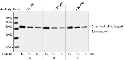 cMyc tag antibody cMyc tag antibody