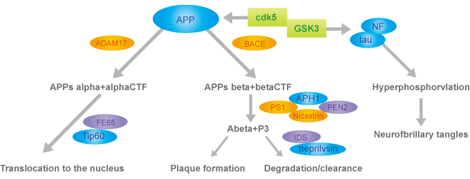 APP pathway