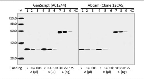 HA tag Antibody HA tag Antibody