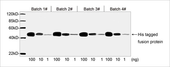 His Tag Antibody His Tag Antibody