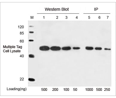THE Elite Antibody
