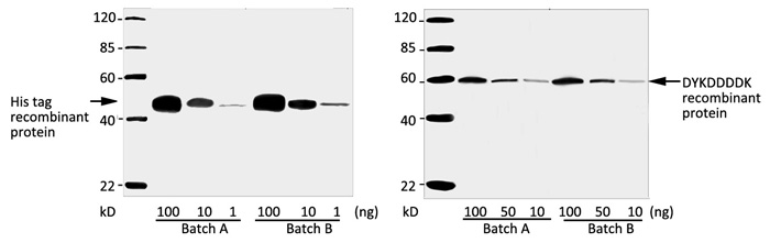 THE Elite Antibody