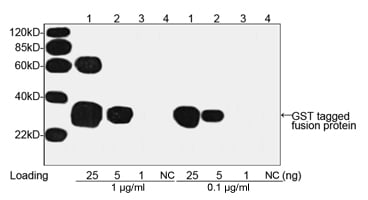 GST Tag Antibody GST Tag Anibody