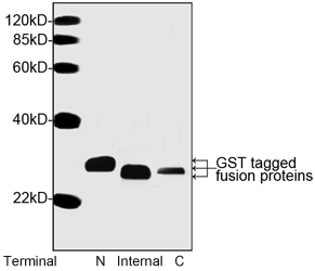 GST Tag Anibody