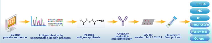 antigen design and antibody produce