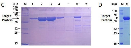 Biological Activity Proteins