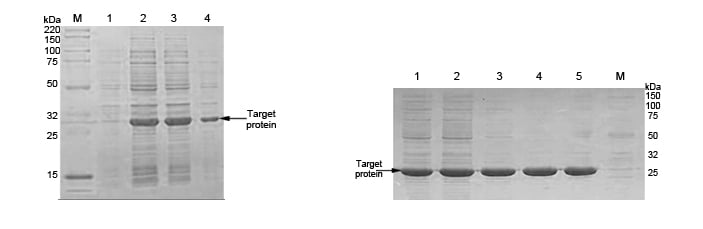 SDS-PAGE results