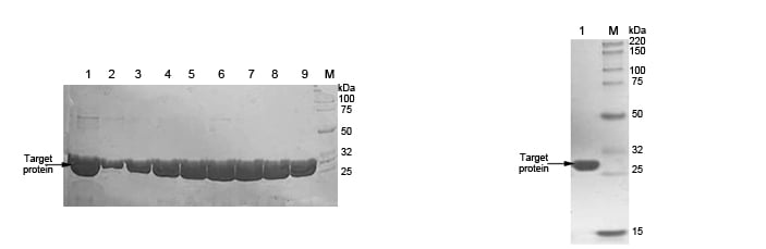 Enzyme assay results
