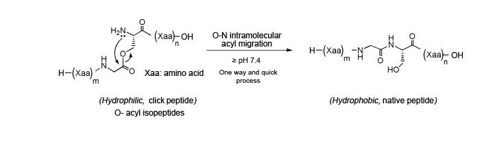 Figure 1: Conversion of Click Peptide to native peptide via pH change