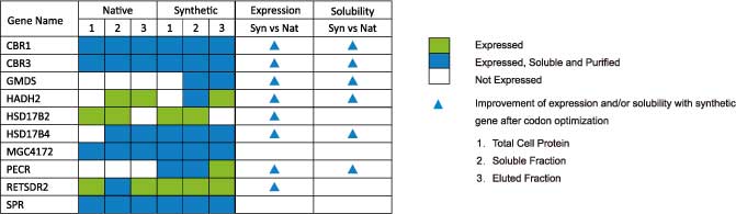 codon optimization case study codon optimization case study