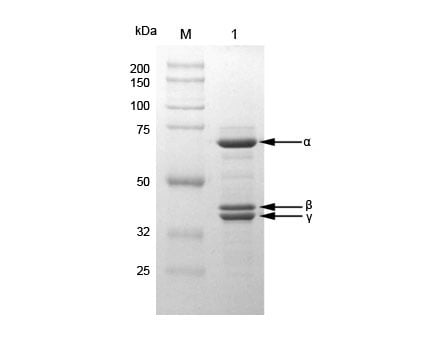 Co-expression of protein complexes