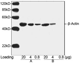 Loading control antibodies Loading control antibodies