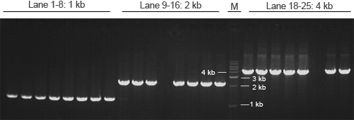 PCR cloning kit PCR cloning kit
