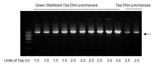 dna polymerase dna polymerase