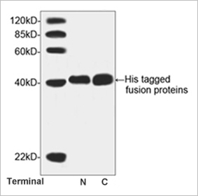 His tag Antibody His tag Antibody