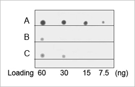 His Tag Antibody His tag Antibody