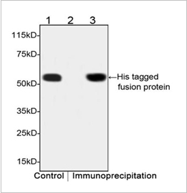 His Tag Antibody His Tag Antibody