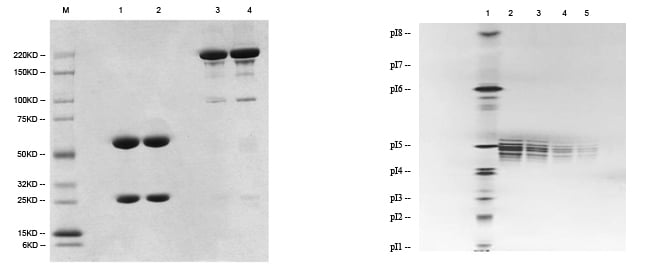 SDS-PAGE analysis and IEF analysis