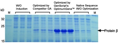 SDS-PAGE results of protein B SDS-PAGE results of protein B
