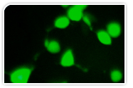 stem cell antibodies (stem cell markers)