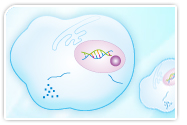 stem cell cellular products