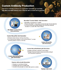 GenScript Antibody Service