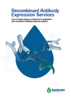 Recombinant Antibody Expression Services